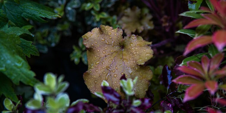 Join the Flora Macro Photo Contest and win Vanguard Backpack - VIEWBUG.com